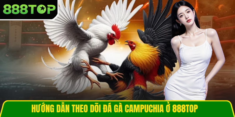 Hướng dẫn theo dõi đá gà Campuchia ở 888TOP